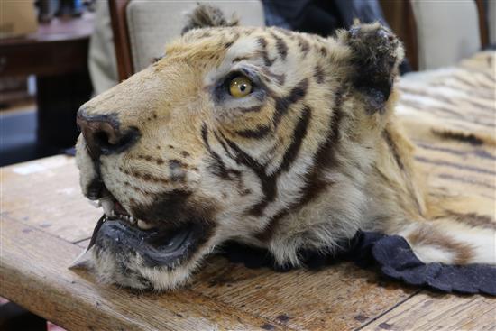 A tiger skin rug, complete with head and claws